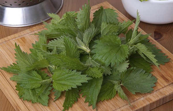 Benefits Of Nettle Leaf For Skin, Hair And Health Care